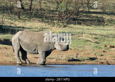 Schwarze Nashörner, gehüpfte Nashörner, Nashörner (Diceros bicornis), steht am Wasserloch, Südafrika, Provinz Nord-West, Pilanesberg-Nationalpark Stockfoto