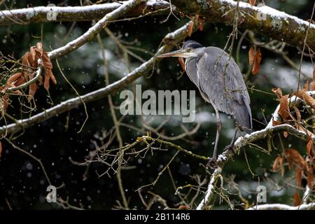 Graureiher (Ardea cinerea), verschneit auf einem Ast, Seitenansicht, Deutschland, Baden-Württemberg Stockfoto