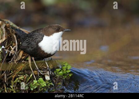 Dipper (Cinclus cinclus), steht am Bachufer, Niederlande, Drenthe Stockfoto