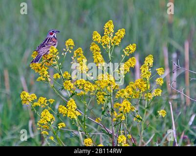 Grauhohrbunte (Emberiza fucata), sitzt auf einer gelb blühenden Pflanze, Japan Stockfoto