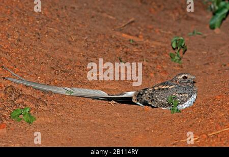 Wimpelflügler Nightjar (Caprimulgus vexillarius), mit langen Streamern, die nachts auf einer Ugandese-Staubstraße ruhen, in Uganda Stockfoto