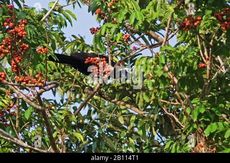 Trinidad Piping Guan (Pipile Pipile), eine stark gefährdete Vogelart, die auf Trinidad, Trinidad und Tobago, Trinidad, endemisch ist Stockfoto