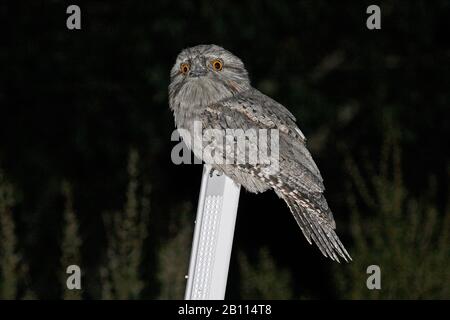 Tawny frogmouth (Podargus strigoides), sitzt nachts auf einem Ast, Australien Stockfoto