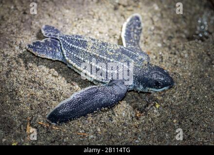 Lederschildkröte, Lederschildkröte, Kunstschildkröte, Luttenschildkröte (Dermochelys coriacea), größte lebende Schildkröte, Jungtier am Strand, Trinidad und Tobago, Trinidad Stockfoto