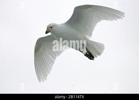 Schneewittchen Sheathbill, Blasser Schatschnabel, Paddy (Chionis alba), im Flug, Antarktis Stockfoto