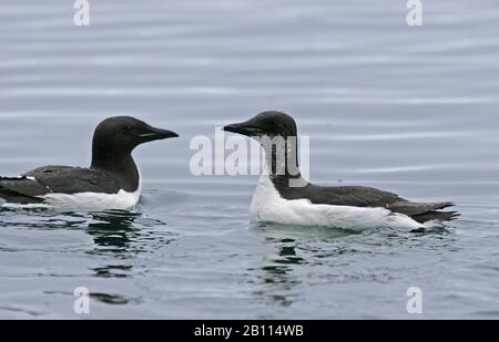 Bruennichs guillemot (Uria lomvia), zwei Bruennichs Guillemots schwimmen, Norwegen, Spitzbergen Stockfoto