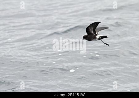 Elliots Sturmpetrel (Oceanites gracilis), im Flug über den pazifischen Ozean, Peru Stockfoto