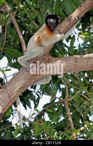 Bekrönter Sifaka (Propithecus coronatus), sitzt auf einem Baum, auf Madagaskar Stockfoto