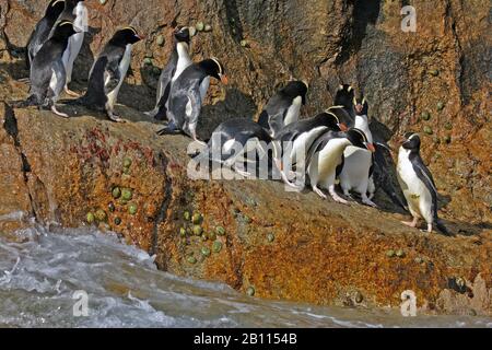 Großkrebs-Pinguin (Eudyptes sclateri), Kolonie auf Felsen, Neuseeland Stockfoto