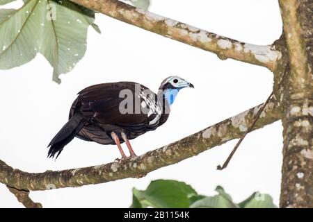 Trinidad Piping Guan (Pipile Pipile), eine stark gefährdete Vogelart, die auf Trinidad, Trinidad und Tobago, Trinidad, endemisch ist Stockfoto