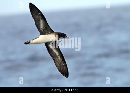 Tahiti Petrel (Pseudobulweria rostrata), der über das Meer fliegt, Neukaledonien Stockfoto