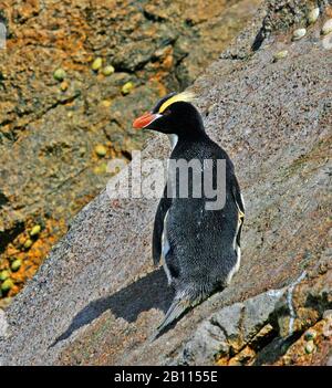 Großkrempelpinguin (Eudyptes sclateri), steht auf einem Felsen, Neuseeland Stockfoto