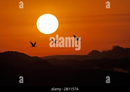 Kapuzenkran (Grus monacha), fliegende Truppe bei Sonnenaufgang, Seitenansicht, Japan Stockfoto