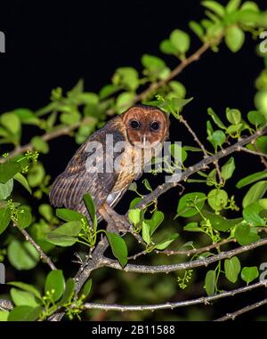 Weniger Antillean Barn Owl (Tyto alba insularis, Tyto insularis), Perching an einem Zweig, Grenada Stockfoto