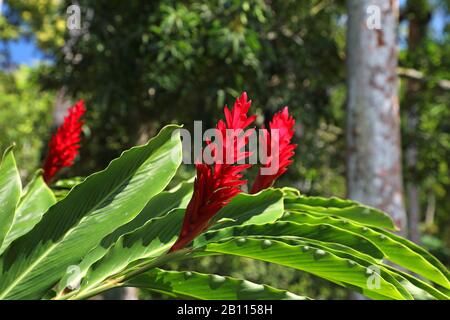 Roter Ingwer (Alpinia purpurata), Blätter und Blumen, Kuba Stockfoto