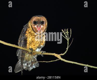 Weniger Antillean Barn Owl (Tyto alba insularis, Tyto insularis), Perches, die einen Zweig, Vorderansicht, Grenada anrufen Stockfoto
