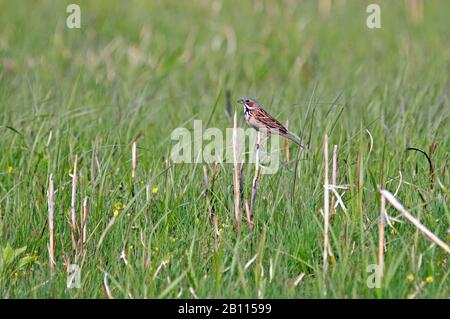 Grauhohrbunte (Emberiza fucata), Japan Stockfoto