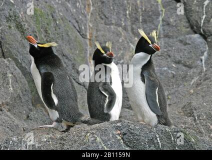 Großkrempelpinguin (Eudyptes sclateri), drei Großkrempelpinguine stehen auf einem Felsen, Neuseeland Stockfoto