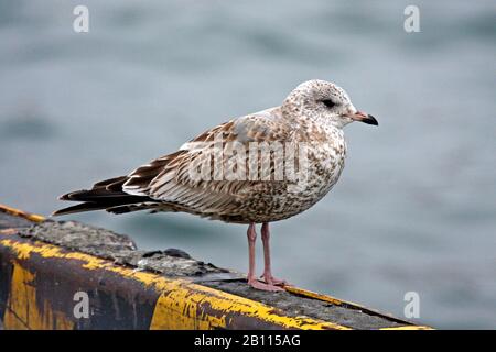 Kamtschatka Mew Gull (Larus canus kamtschatschensis), unreif, Japan Stockfoto