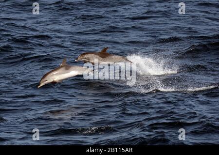 Atlantischer Delfin (Stenella frontalis), zwei atlantisch gefleckte Delfine springen aus dem Meer, Kap Verde Stockfoto