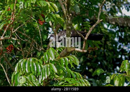 Trinidad Piping Guan (Pipile Pipile), eine stark gefährdete Vogelart, die auf Trinidad, Trinidad und Tobago, Trinidad, endemisch ist Stockfoto