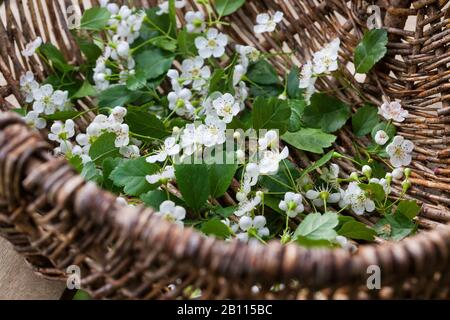 English Hawthorn, midland Hawthorn (Crataegus laevigata), Ernte von Weißdornblumen in einem Korb, Deutschland Stockfoto