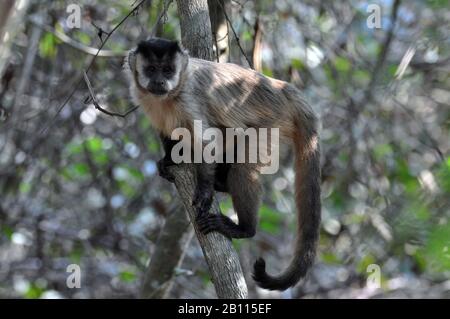 Schwarz-gekappte Kapuziner, Brown-Kapuziner-Affe (Cebus apella), auf einem Ast an einem Baum, Brasilien, Pantanal Stockfoto