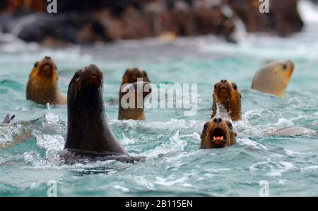 Südlicher Seelöwe, südamerikanischer Seelöwe, patagonischer Seelöwe (Otaria flavescens, Otaria byronia), Schwimmgruppe, Peru Stockfoto