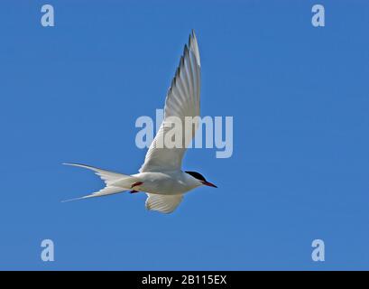 Arctic tern (Sterna paradisaea), im Flug gegen einen blauen Himmel, Norwegen, Spitzbergen Stockfoto