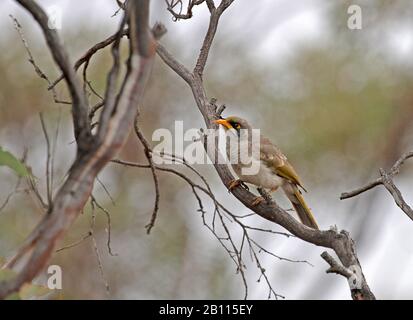 Der schwarze Bergmann (Manorina melanotis) sitzt auf einer Filiale in Australien Stockfoto