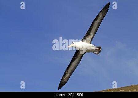 Schwarz gebräuntes Albatross (Thalassarche melanophris, Diomedea melanophris), im Flug, Falklandinseln Stockfoto