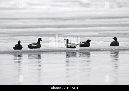 Black guillemot (Cepphus grylle), Truppe auf einem Eisfeld, Norwegen, Spitzbergen, Spitzbergen Inseln Stockfoto