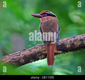 Sulawesi blauohriger Eisvogel (Cittura cyanotis), der auf einem Zweig sitzt, Indonesien, Sulawesi Stockfoto