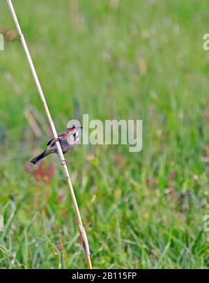 Grau-Kapuzenbrötchen (Emberiza fucata), sitzt auf einer Grasklinge, Japan Stockfoto