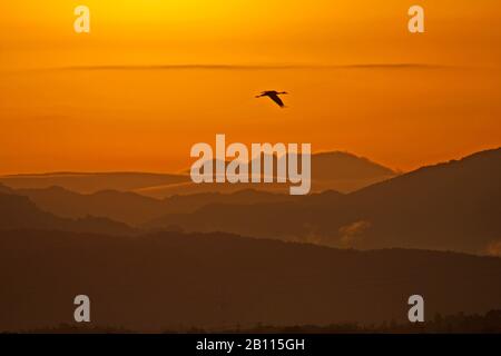 Kran mit Kapuze (Grus monacha), bei Sonnenaufgang fliegen, Seitenansicht, Japan Stockfoto