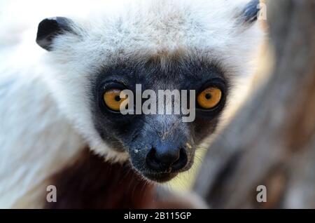 Coquerel's sifaka (Propithecus coquereli), Porträt, Madagaskar Stockfoto