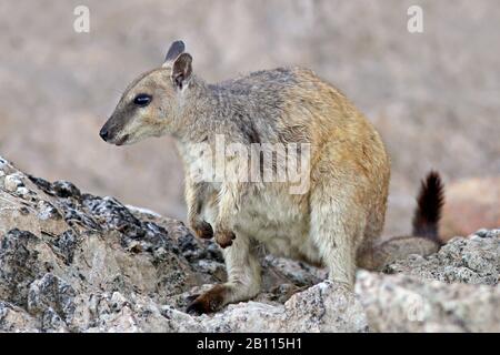 Kurzohrige Felswallabie (Petrogale brachyotis), die auf einem Felsen, Australien, thront Stockfoto