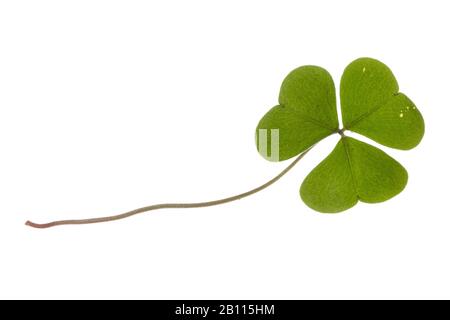 Gewöhnlicher Holzsorrel, Holz-Sorrel, irisches Shamrock (Oxalis acetosella), Blatt, Ausschnitt, Deutschland Stockfoto