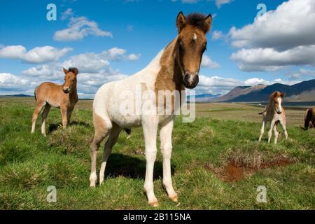 Islandpferd, Islandpferd, Icelandic Pony (Equus przewalskii f. caballus), Fohlen auf einer Wiese, Island Stockfoto