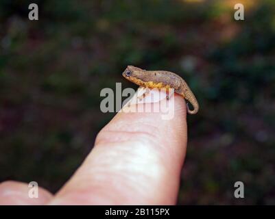 Mount d'Ambre Leaf Chamäleon (Brookesia tuberculata), auf dem Finger zum Größenvergleich, Madagaskar, Amber Mountain National Park Stockfoto