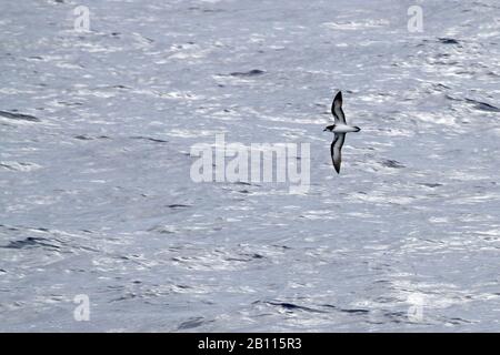 Collared Petrel (Pterodroma brevipes), im Flug über den südlichen Pazifischen Ozean, Neukaledonien, der über den Pazifischen Ozean fliegt Stockfoto