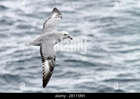 Südfulmar (Fulmarus glacialoides), der über den südlichen Atlantik, die Antarktis, fliegt Stockfoto