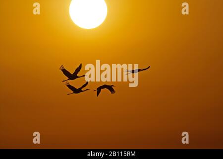 Kapuzenkran (Grus monacha), fliegende Truppe bei Sonnenaufgang, Seitenansicht, Japan Stockfoto