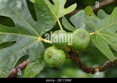 Essbare Feige, gemeine Feige, Figtree (Ficus carica), Zweig mit Feigen, Spanien Stockfoto