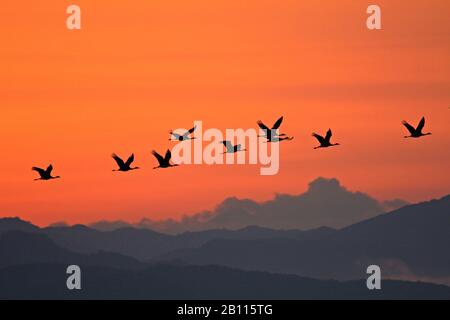Kapuzenkran (Grus monacha), fliegende Truppe bei Sonnenaufgang, Japan Stockfoto