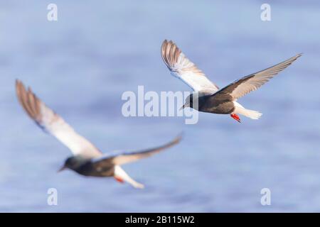 Weiß geflügelte schwarze tern (Chlidonias leucopterus), in Flug, Seitenansicht, Griechenland Stockfoto