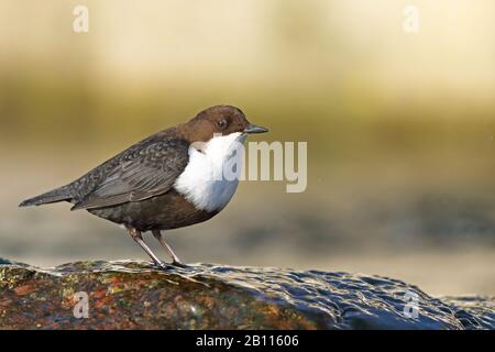 Dipper (Cinclus cinclus), steht auf einem Stein in einem Bach, Niederlande, Drenthe Stockfoto