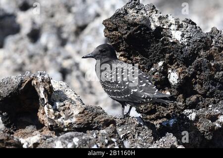 Rußige tern (Sterna fuscata, Onychoprion fuscatus), juvenile thront auf Ascension Island, Afrika, Ascension Island Stockfoto