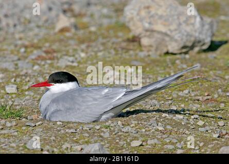 Arctic tern (Sterna paradisaea), auf seinem Nest sitzend, Norwegen, Spitzbergen Stockfoto