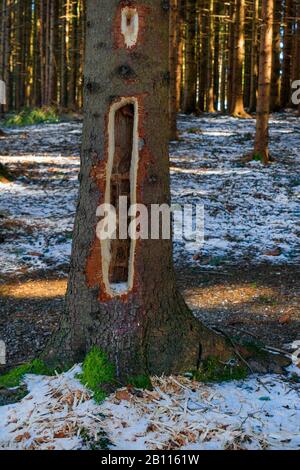 Schwarzspecht (Dryocopus martius), Fichte mit Tröckchen eines Schwarzspechtes, Deutschland, Bayern, Region Oberbayern Alpenvorland Stockfoto